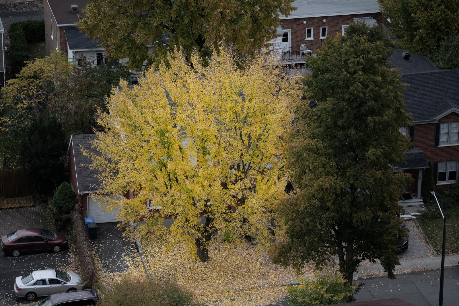 Yellow autumn ginkgo leaves over a residential street with houses and yards